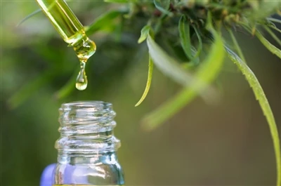 CBD ve THC: Bilmeniz gereken her şey