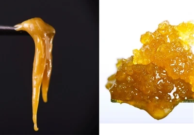 Canlı Reçine ve Live Rosin: Fark nedir?